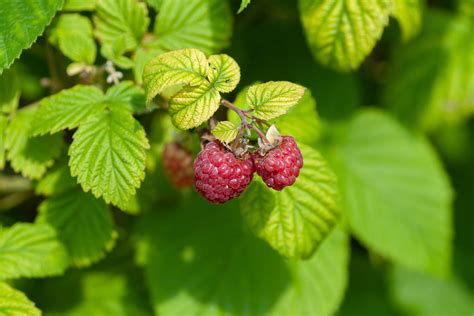 how does raspberry leaf look like