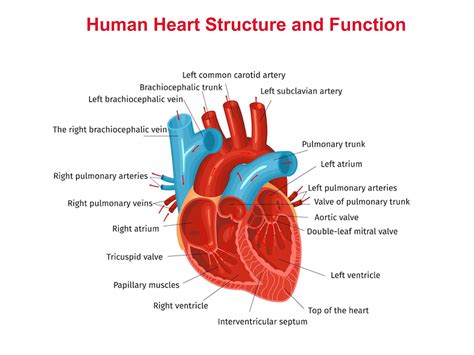 how does the structure of the heart relate to its function