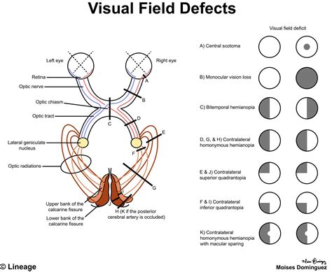 how does visual field work