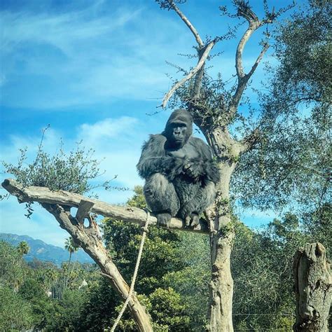 how fast can a gorilla climb a tree