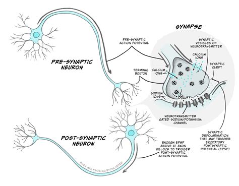 how is a nervous signal transmitted from one neuron to the next