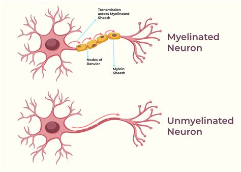 how is a signal transmitted from one nerve cell to another