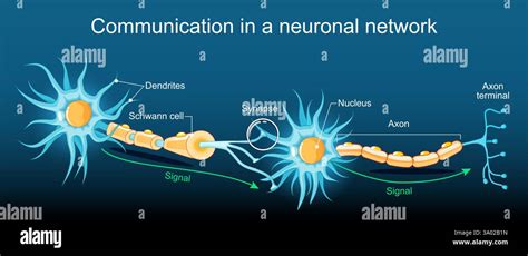 how is a signal transmitted within the neuron