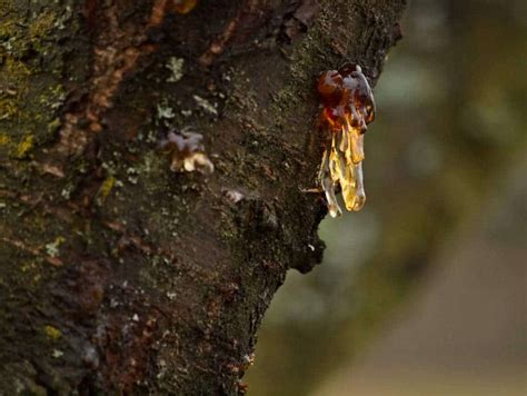 how is amber formed from tree sap