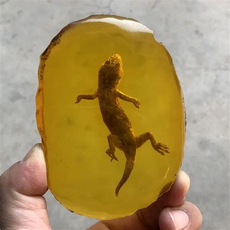 how is amber fossilized
