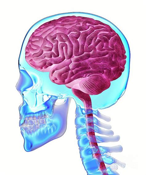 how is the brain attached to the skull