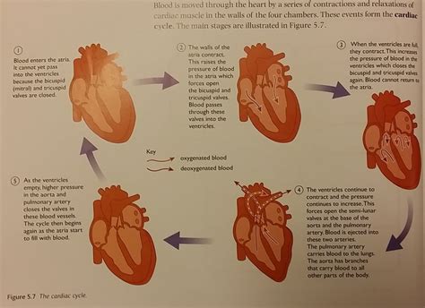how is the heart structurally adapted to perform its function