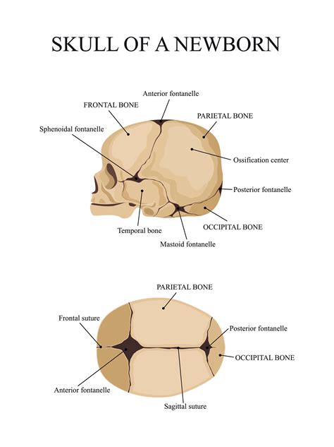 how long does it take for a child's skull to fully form