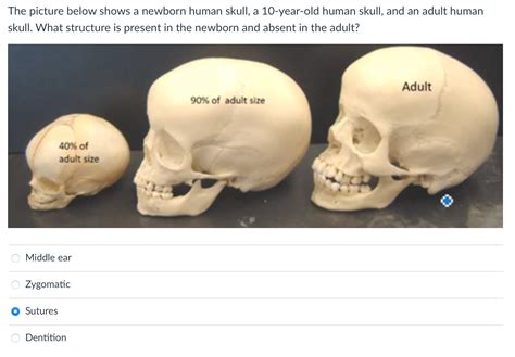 how long does it take for the skull to fully develop