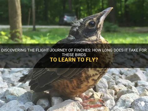 how long does it take to learn to fly