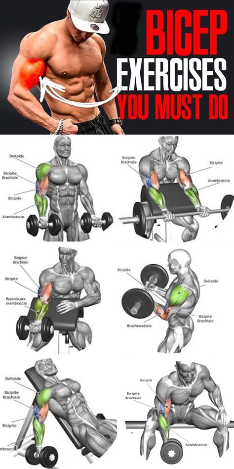 how many different exercises for biceps