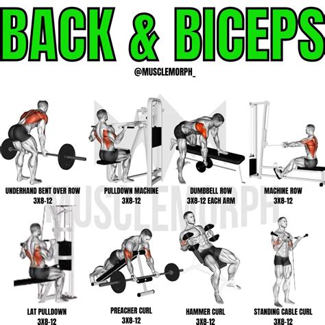 how many exercises for back and bicep workout