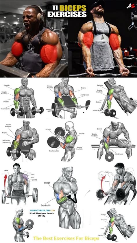 how many exercises for biceps are enough