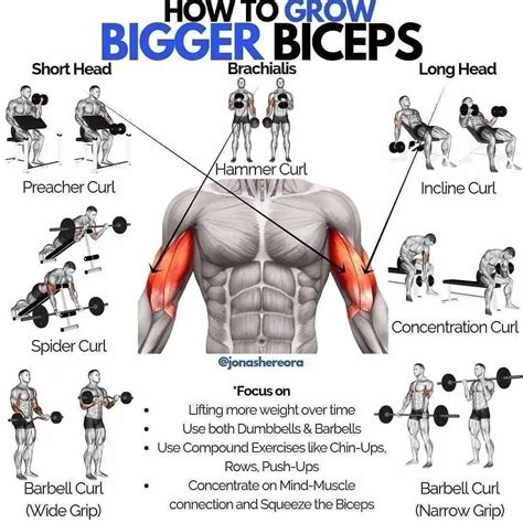 how many exercises for biceps is enough