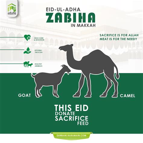 how many shares in camel qurbani in islam