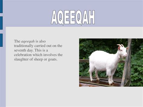 how many sheep for aqeeqah