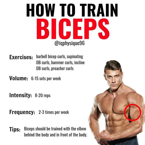 how many times should i train my biceps