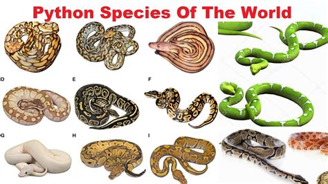 how many types of python
