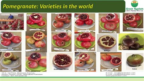 how many varieties of pomegranate are there
