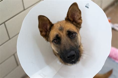 how much does it cost to get a dog fixed in alabama