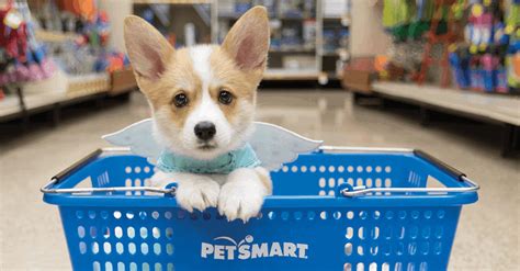 how much does it cost to get a dog fixed in ontario