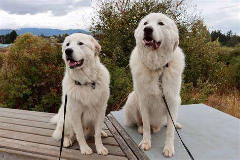how much food should a great pyrenees eat