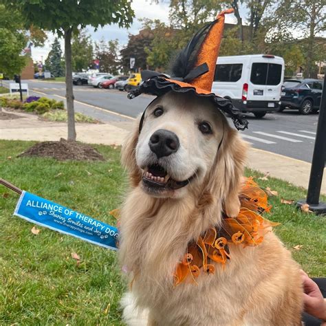 how much is it to get a female dog dressed