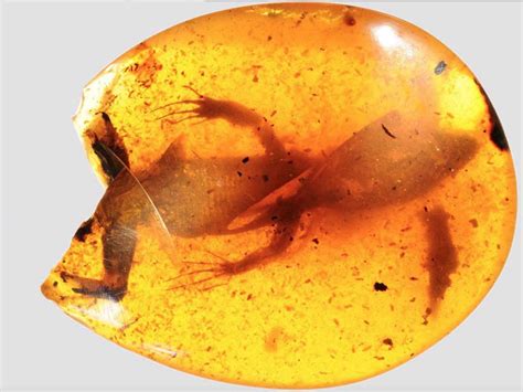 how old is fossilized amber