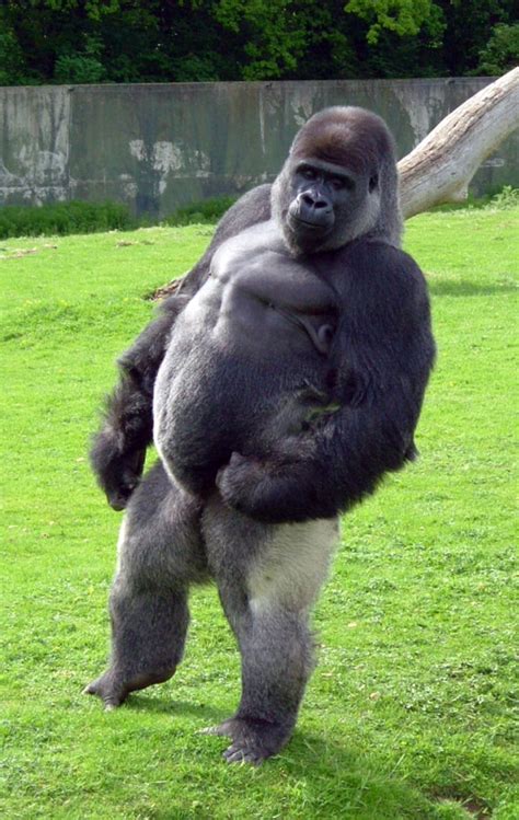 how tall can a gorilla get in feet