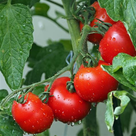 how tall do grosse lisse tomatoes grow