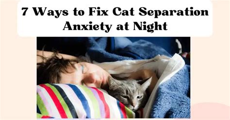 how to calm a cat with separation anxiety