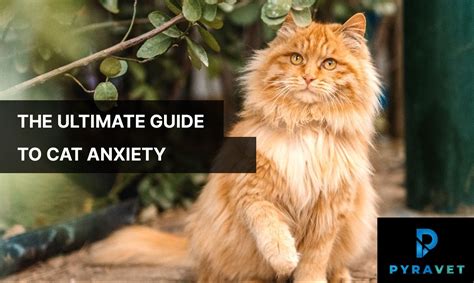 how to calm a cats anxiety