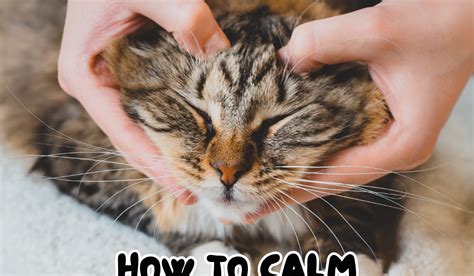 how to calm a stressed cat