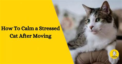 how to calm a stressed cat after moving