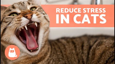 how to calm a stressed cat reddit