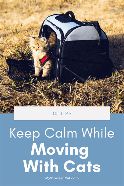 how to calm a stressed cat when moving