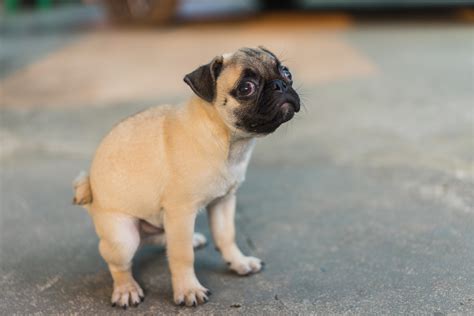 how to calm anxiety poops