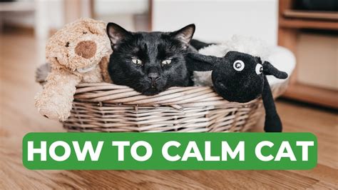 how to calm down anxious cat