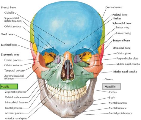 how to check maxilla