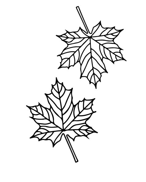 how to color a maple leaf