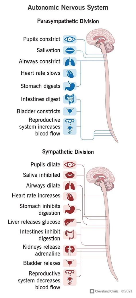 how to control autonomic nervous system
