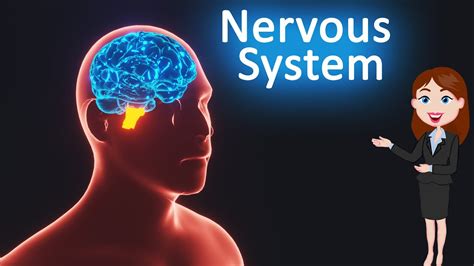 how to control nervous system