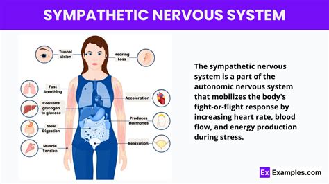 how to control sympathetic nervous system