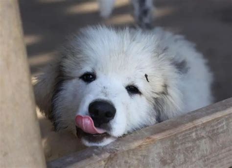 how to crate train a great pyrenees