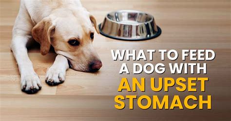 how to cure an upset stomach in dogs