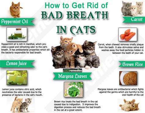 how to cure bad cat breath