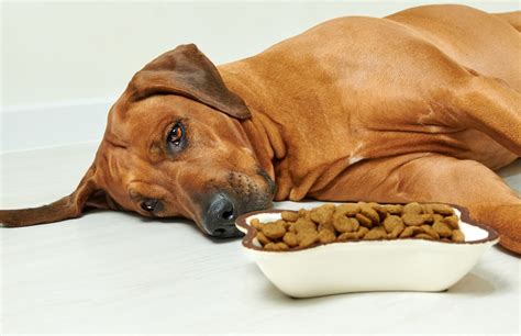 how to cure digestive problems in dogs