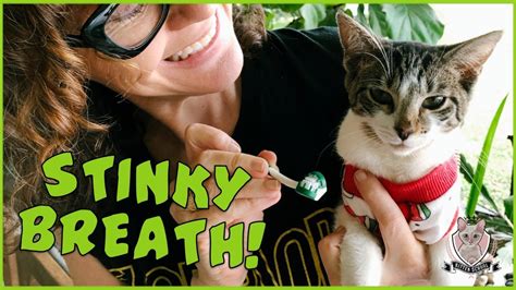 how to cure stinky cat breath