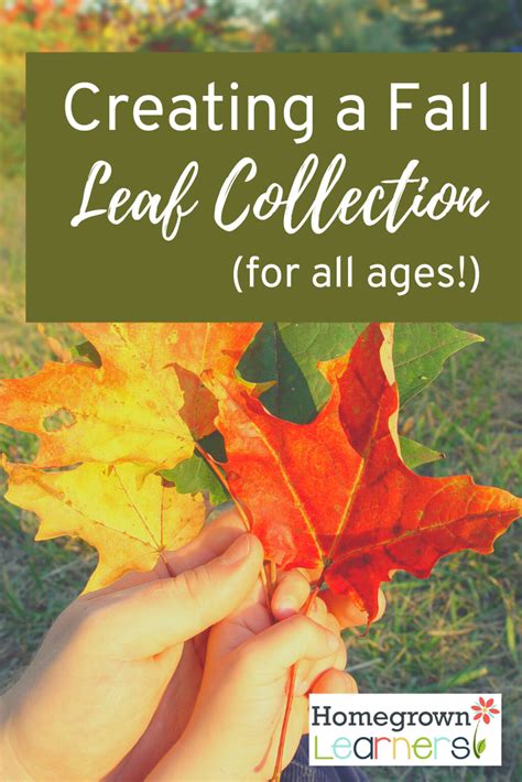 how to do a leaf collection