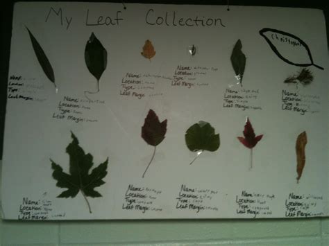 how to do a leaf collection project